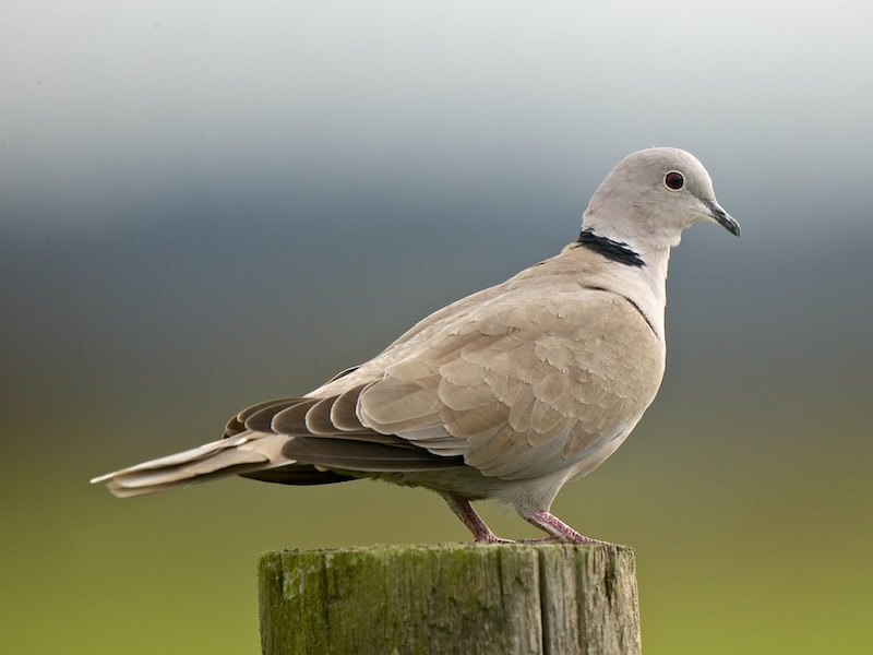 Eurasian CollaredDoves They Have Arrived BirdNote